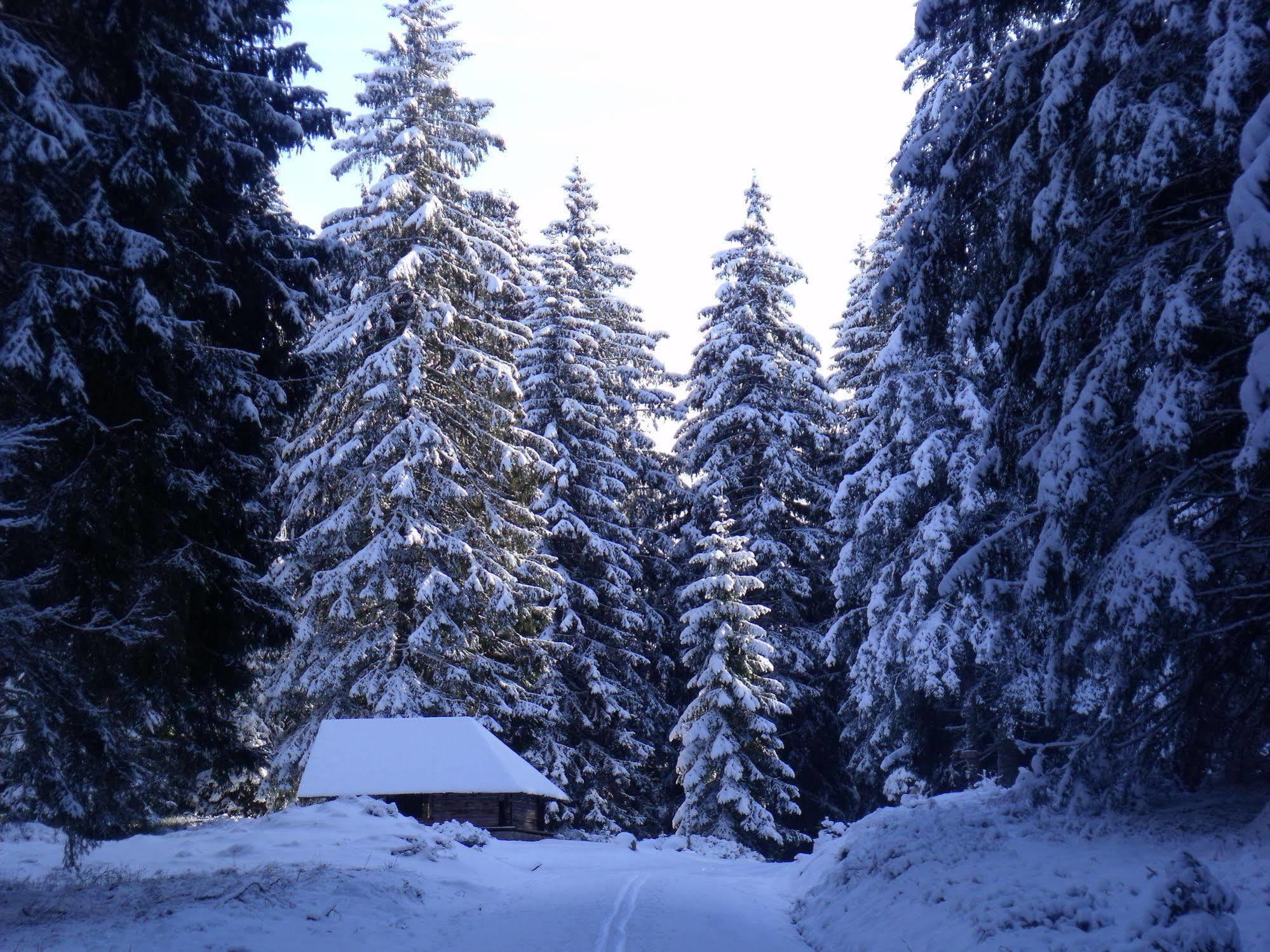 Hotel Grossbach Menzenschwand-Hinterdorf Exterior foto